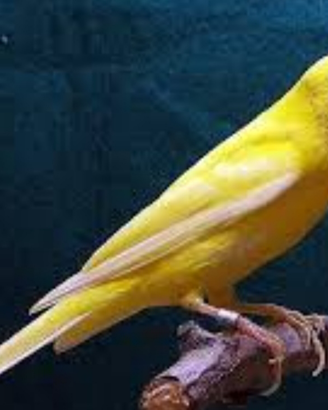 C.e.r.c.o. spagnoli in blocco