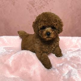 Barboncino Toy -Mini Toy