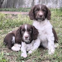 Springer spaniel