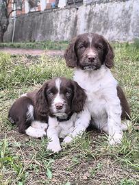 Springer spaniel