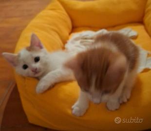 Cuccioli in adozione