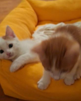 Cuccioli in adozione