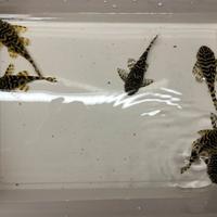 L134 Pekoltia gruppo riproduttivo