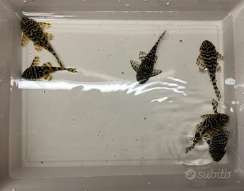 L134 Pekoltia gruppo riproduttivo