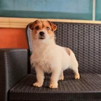 Jack russell cuccioli