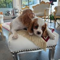 Cavalier king