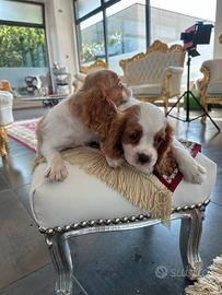 Cavalier king