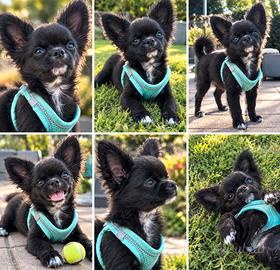 Chihuahua maschio pelo lungo - pedigree