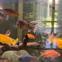 Ciclidi africani malawi