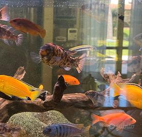 Ciclidi africani malawi