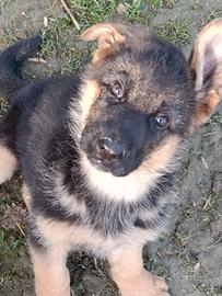 Cucciola pastore tedesco