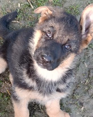 Cucciola pastore tedesco