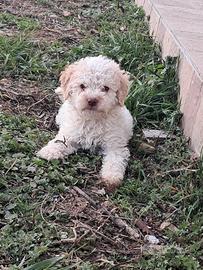 Cuccioli di lagotto romagnolo