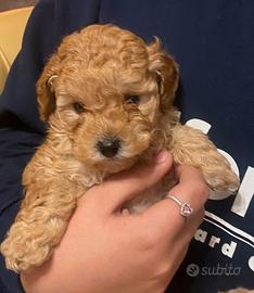 Barboncini toy con Pedegree