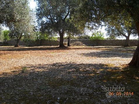 Trullo monocono in 86 are uliveto - Vista 4