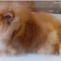 Coppia di spiz Pomerania