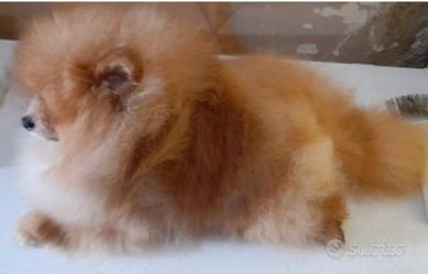 Coppia di spiz Pomerania