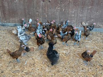 Galline Sebright