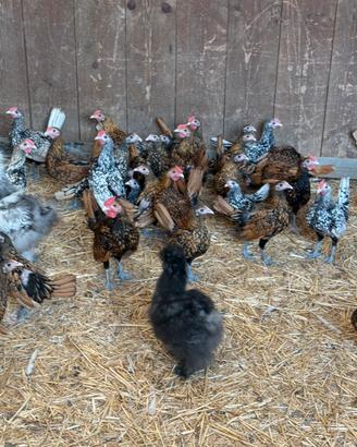 Galline Sebright