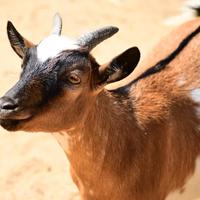 C.E.R.C.O. Capra nana tibetana