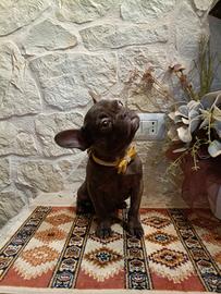 Bouledogue Francese cuccioli disponibili