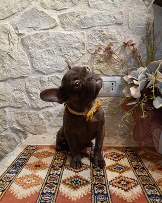Bouledogue Francese cuccioli disponibili