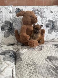 Chihuahua mini toy pelo lungo