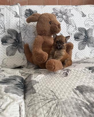 Chihuahua mini toy pelo lungo