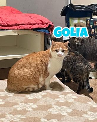 GOLIA gatto biancorosso di 7 anni