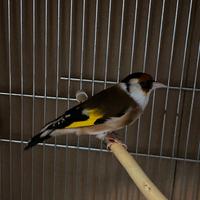 Cardellino mayor maschio Favato 2024