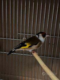 Cardellino mayor maschio Favato 2024