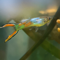 Guppy di Endler mix