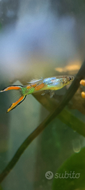 Guppy di Endler mix