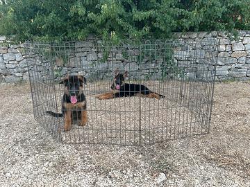 Cuccioli pastore tedesco