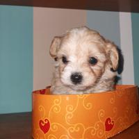 Cuccioli Maltipoo