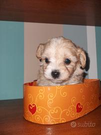 Cuccioli Maltipoo