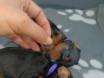 Pinscher Nano