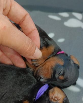 Pinscher Nano