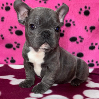 Cuccioli di Bulldog Francese