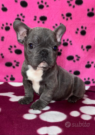 Cuccioli di Bulldog Francese