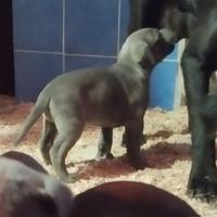 Cuccioli di cane corso con pedigree