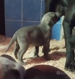 Cuccioli di cane corso con pedigree