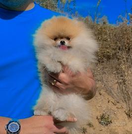 Pomerania con pedigree ENCI, linea americana