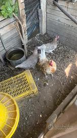 Galline