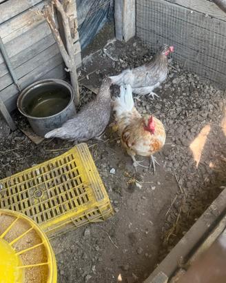 Galline