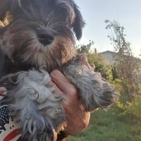 Schnauzer Nano Nero Argento I Zwerschnauzer