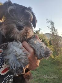 Schnauzer Nano Nero Argento I Zwerschnauzer