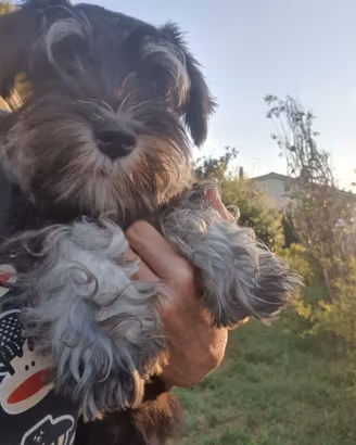 Schnauzer Nano Nero Argento I Zwerschnauzer
