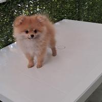 Cucciolo di spitz