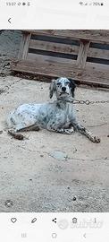 Cani razza setter inglesi